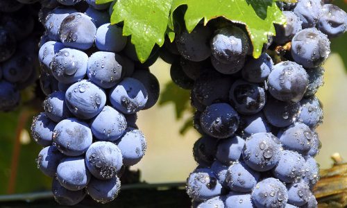 300_torres_ds_origen_uva_Tempranillo